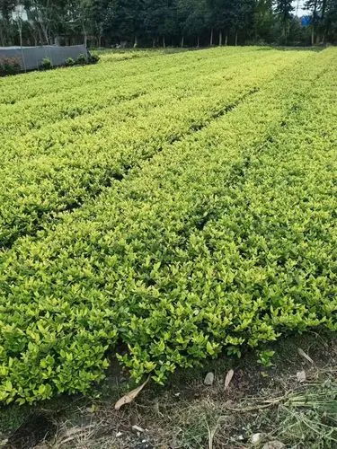 别墅园林景观设计实景